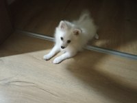 Sahibinden spitz 3 aylık