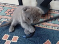 Scottish fold kedisi