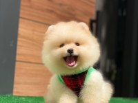 Pomeranian boo teacup yavru bebekler