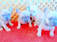 EXOTİC COMPAC BLUE QUAD FRENCH BULLDOG YAVRULAR İZMİR