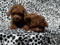 Show kalite Tea cup kore poodle yavrumuz