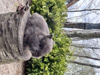 SÜPER NETHERLAND DWARF CÜCE TAVŞANLAR