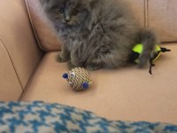 British Longhair Yavru