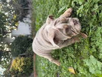 Türkiyenin en güzel renklerine sahip ingiliz bulldog