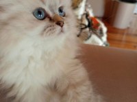 British Longhair Bebek 2 Aylık