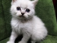Sağlıklı british shorthair blue point yavrum