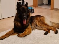 Üst sekmen Alman çoban köpeği