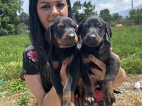 Sağlık ve ırk garantili king doberman yavrularım