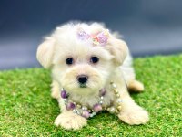 65 günlük dişi köpeğimiz