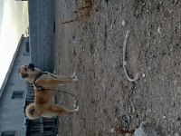Sarı köpeğimiz