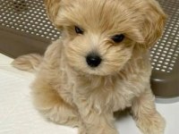 Mini maltipoo yavrularım