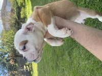 Bulldog dişi bebekler