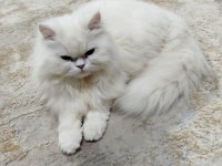 Ücretsiz Sahiplendirme 1 Yaşında Kedimiz