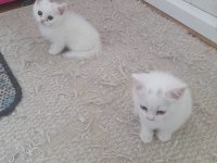 BRİTİSH SHORTHAIR ERKEK YAVRULAR