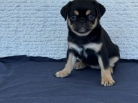 Black Tan Pug Mops Özel Olmak İsteyenler