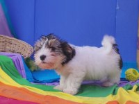 Nese kaynagi morkie yavrularımız