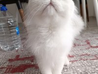 British longhair kedim yeni yuvasını arıyor