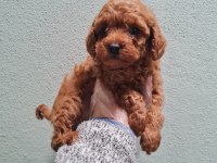 Toy Poodle bebekler Sun Kennels Üretim Çiftliği