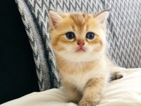 Safkan orjinal british shorthair yavrular