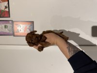 Poodle Kurabiyelerim yeni ailesini arıyor