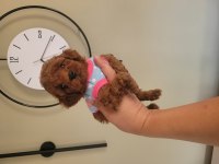 2.5 aylık red brown toy poodle