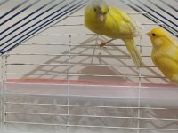 Alman tepe erkek portakal dişi kanaryalar