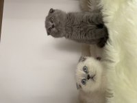 Özel ayı surat yavrularım safkan orjinal scottish fold