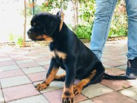 Şampiyon Rottweiler YAVRUMUZ