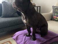 MİCRO FRENCH BULLDOG