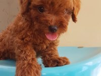 TOY POODLE YAVRULARI