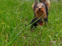 Yorkshire Terrier Ve Biweryork Yavrular