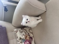 3 adet British Longhair Silver Shaded erkek yavru