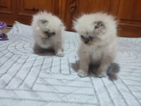 İran persian bebişler