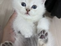 British shorthair erkek (açıklamayı okuyunuz)