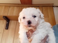 Maltese Terrier Bebekler