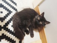 Biricik yavrumuz British Longhair