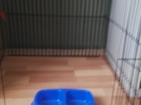 Küçük terrier oğlumuza yuva arıyoruz