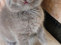 ŞEKERİLİNKOO YAVRU KEDİM