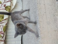 Sahiplendirme british shorthair