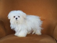 Maltese Yavruları
