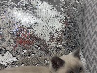 Uysal 3 Aylık British Shorthair Beyaz