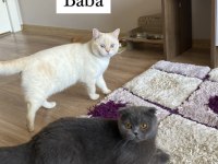 Cins scottish fold kedilerim