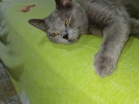 Sahiplendirilecek british shorthair kedimiz