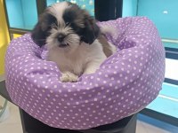 3 aylık dişi shih tzu yavrular