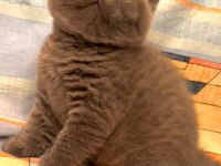 Blue British Shorthair Yavrularımız