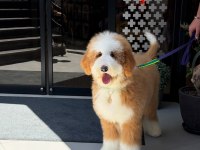 Çift Renk Kahve Beyaz Giant Dev Poodle Yavrular
