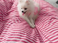 Güzel Pomeranian Kızımıza Yuva