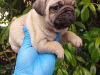A KALİTE EVSANE PUG MOPS BEBEKLER SIFIR BURUN GÜL KUYRUK