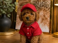 Kucuk Seker Poodle Mınıkler