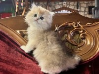 Saf Kan Golden British Longhair Yavrular (Wcf Kayıtlı)